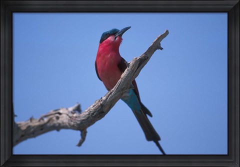 Framed White-Fronted Bee Eater, Chobe River, Chobe National Park, Botswana Print