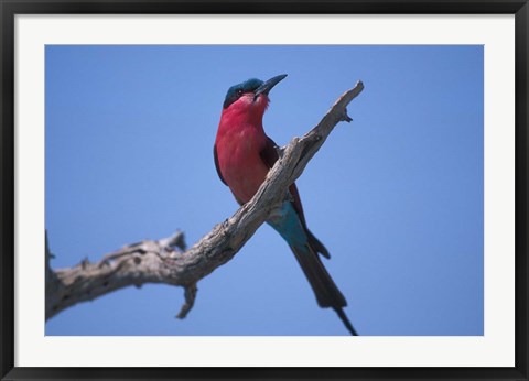 Framed White-Fronted Bee Eater, Chobe River, Chobe National Park, Botswana Print