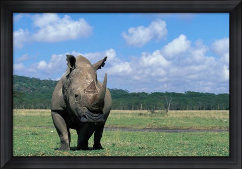 Framed White Rhinoceros Feeding, Lake Nakuru National Park, Kenya Print