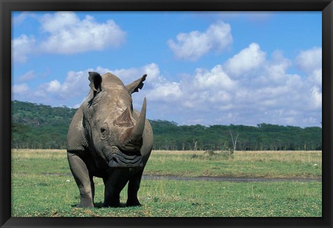 Framed White Rhinoceros Feeding, Lake Nakuru National Park, Kenya Print