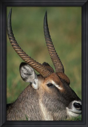 Framed Waterbuck Resting in Musiara Marsh, Masai Mara Game Reserve, Kenya Print