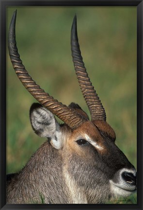 Framed Waterbuck Resting in Musiara Marsh, Masai Mara Game Reserve, Kenya Print