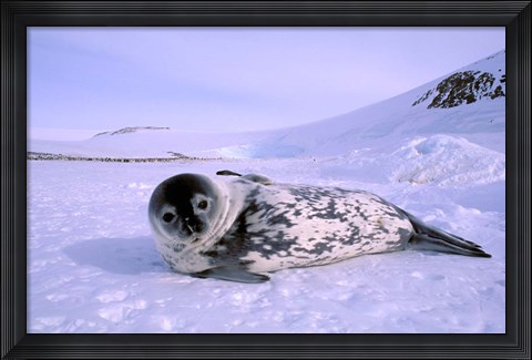 Framed Weddell Seal, Kloa &#39;EP&#39; Rookery, Australian Antarctic Territory, Antarctica Print