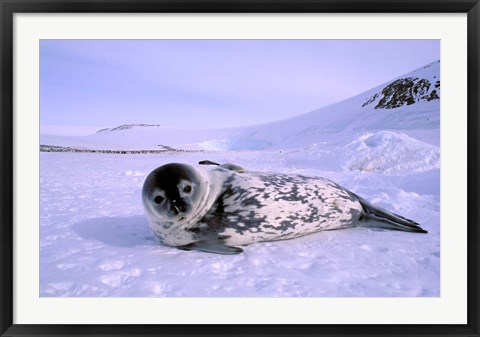 Framed Weddell Seal, Kloa &#39;EP&#39; Rookery, Australian Antarctic Territory, Antarctica Print