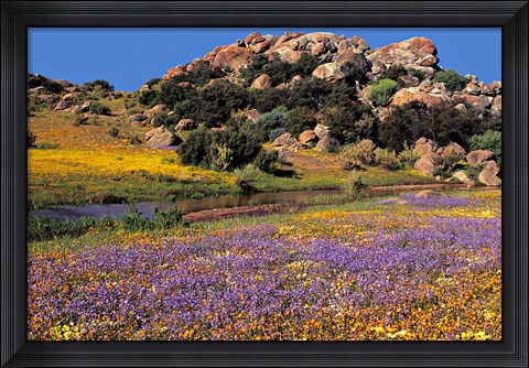 Framed Wildflowers Flourish, Namaqualand, Northern Cape Province, South Africa Print