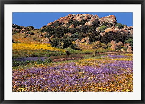 Framed Wildflowers Flourish, Namaqualand, Northern Cape Province, South Africa Print