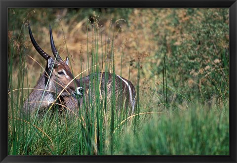 Framed Waterbuck Feeds in Marsh, Khwai River, Moremi Game Reserve, Botswana Print