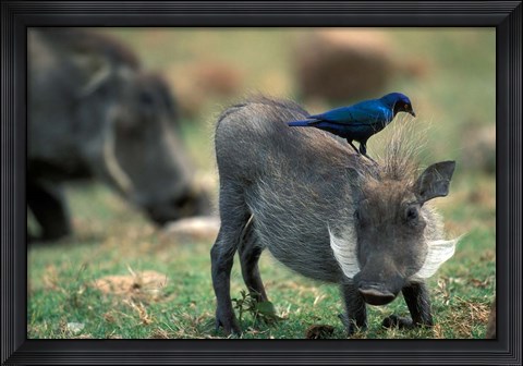 Framed Warthog and Blue-Eared Starling, Pilanesburg Gr, South Africa Print