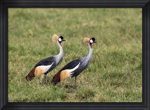 Framed Two Crowned Cranes, Ngorongoro Crater, Tanzania Print