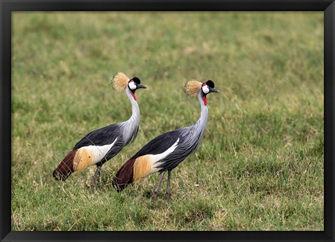 Framed Two Crowned Cranes, Ngorongoro Crater, Tanzania Print