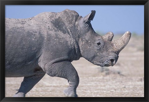 Framed White Rhino Running, Etosha Salt Pan, Etosha National Park, Namibia Print