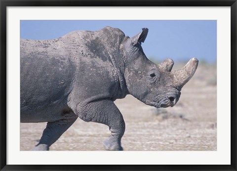 Framed White Rhino Running, Etosha Salt Pan, Etosha National Park, Namibia Print