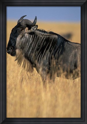 Framed Wildebeest during Serengeti Migration, Masai Mara Game Reserve, Kenya Print