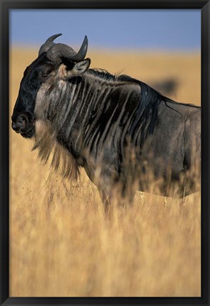 Framed Wildebeest during Serengeti Migration, Masai Mara Game Reserve, Kenya Print