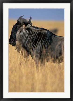 Framed Wildebeest during Serengeti Migration, Masai Mara Game Reserve, Kenya Print