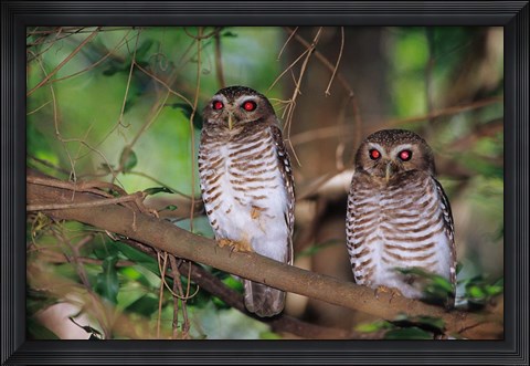 Framed White Browed Owls, Madagascar Print