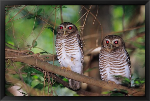 Framed White Browed Owls, Madagascar Print