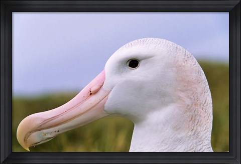 Framed Wandering Albatross bird, Iceberg, Island of South Georgia Print