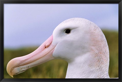 Framed Wandering Albatross bird, Iceberg, Island of South Georgia Print