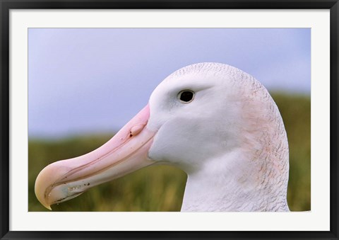 Framed Wandering Albatross bird, Iceberg, Island of South Georgia Print