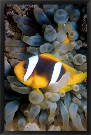 Framed Twobar Anemonefish, Bubble Tip Anemone, Egypt Print