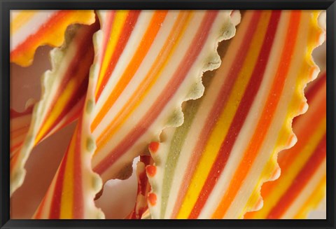 Framed USA. Close-up of dried rainbow pasta noodles Print