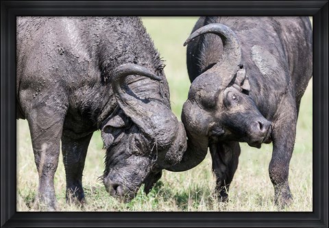 Framed Two bull African Buffalo head butting in a duel, Maasai Mara, Kenya Print