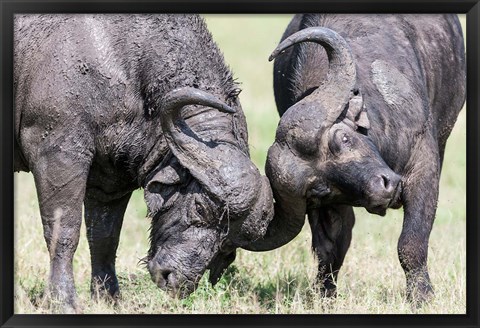 Framed Two bull African Buffalo head butting in a duel, Maasai Mara, Kenya Print