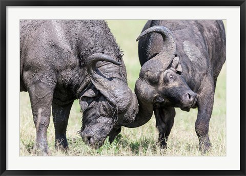 Framed Two bull African Buffalo head butting in a duel, Maasai Mara, Kenya Print