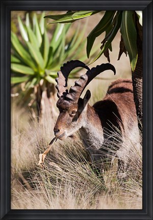 Framed Close Up of Walia Ibex, Ethiopia Print