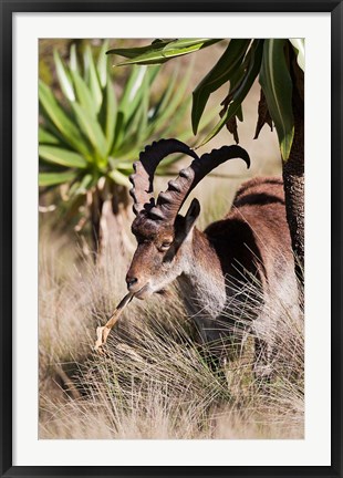 Framed Close Up of Walia Ibex, Ethiopia Print