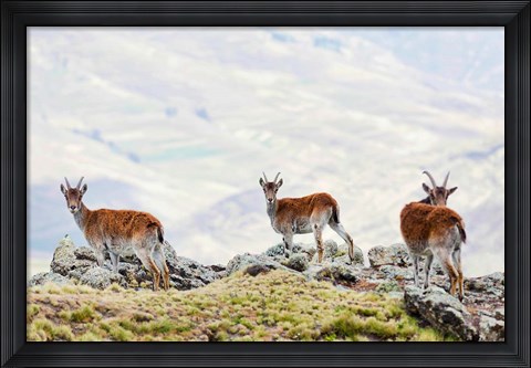 Framed Walia Ibex, Ethiopia Print