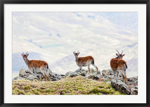 Framed Walia Ibex, Ethiopia Print