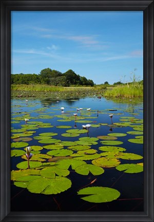 Framed Water lilies, Okavango Delta, Botswana, Africa Print