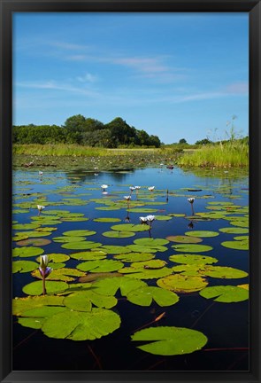 Framed Water lilies, Okavango Delta, Botswana, Africa Print