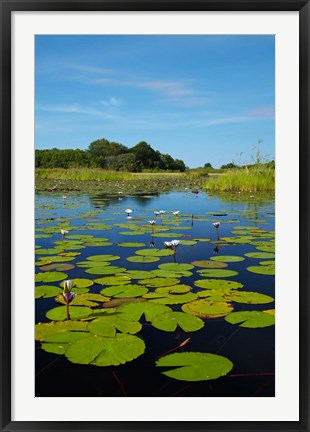 Framed Water lilies, Okavango Delta, Botswana, Africa Print