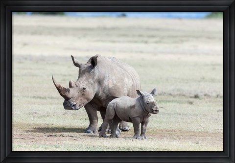 Framed White rhinoceros mother with calf, Kenya Print