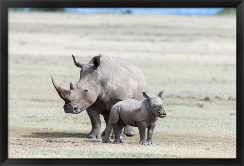 Framed White rhinoceros mother with calf, Kenya Print