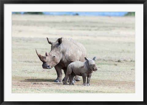 Framed White rhinoceros mother with calf, Kenya Print