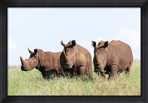 Framed White rhinoceros, Kenya Print