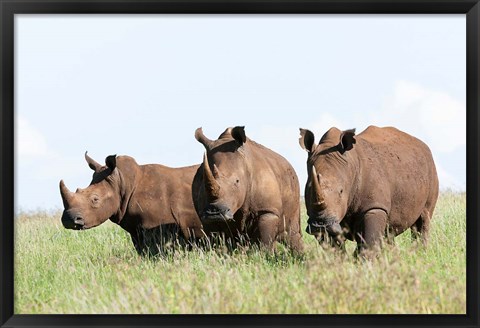 Framed White rhinoceros, Kenya Print