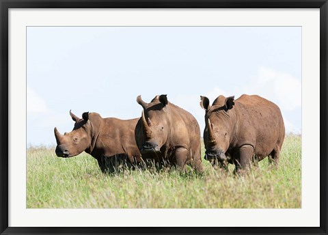 Framed White rhinoceros, Kenya Print