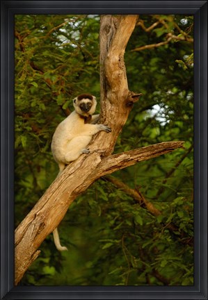 Framed Verreaux&#39;s sifaka primate, Berenty Reserve, MADAGASCAR Print