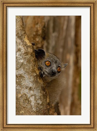 Framed White-footed sportive lemur, Berenty Reserve, MADAGASCAR Print
