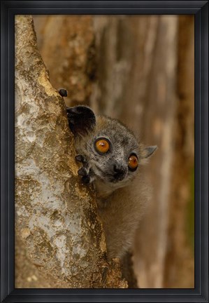 Framed White-footed sportive lemur, Berenty Reserve, MADAGASCAR Print