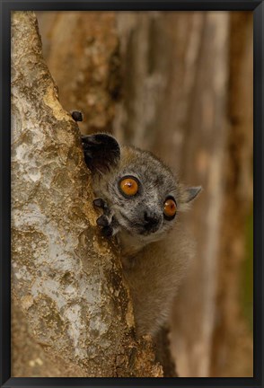 Framed White-footed sportive lemur, Berenty Reserve, MADAGASCAR Print