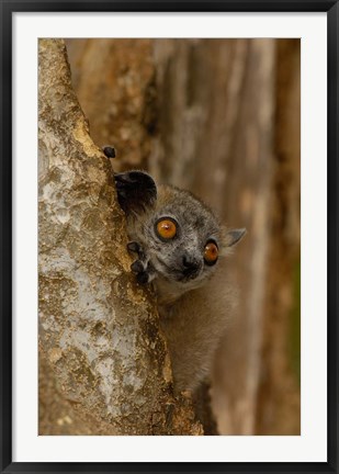 Framed White-footed sportive lemur, Berenty Reserve, MADAGASCAR Print