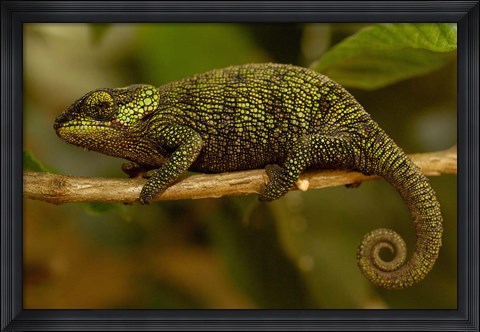 Framed True Chameleon, Lizard, Madagascar, Africa Print