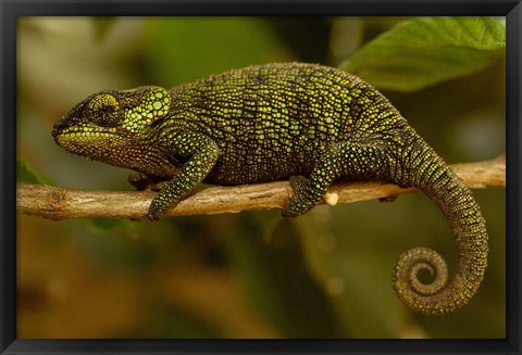 Framed True Chameleon, Lizard, Madagascar, Africa Print