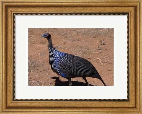Framed Vulturine Guinea Fowl, Kenya Print